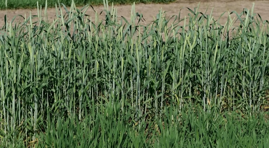 Triticale has beneficial uses